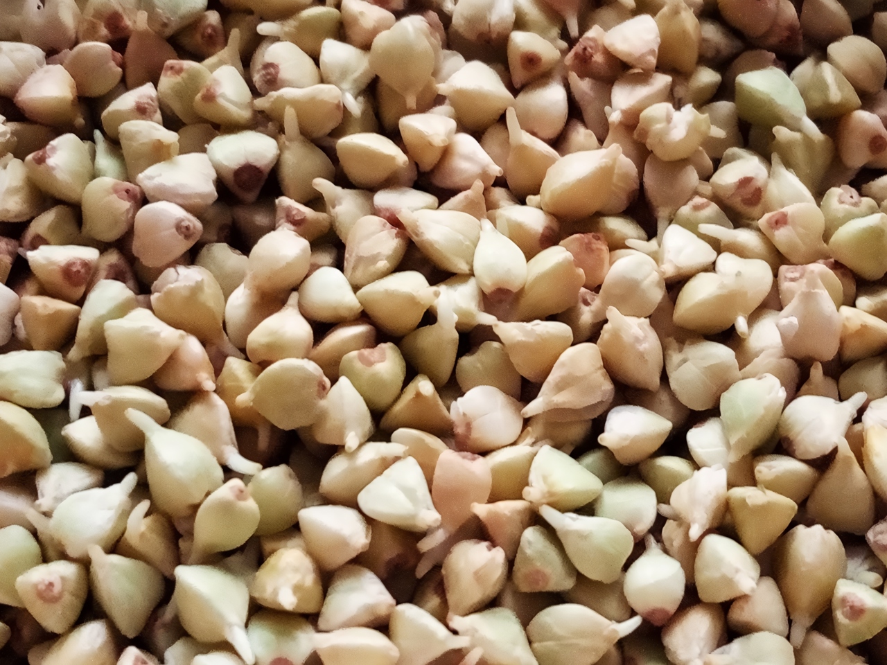 Sprouted Green Buckwheat