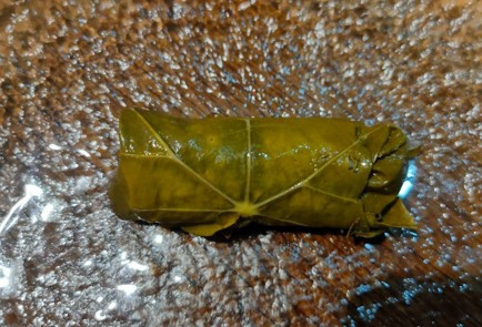 Step 15 Image