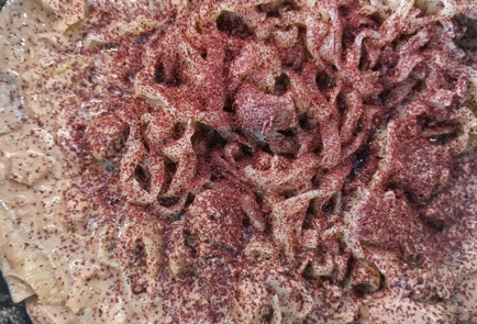 Step 13 Image