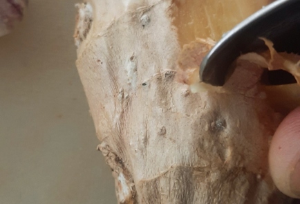 Step 8 Image
